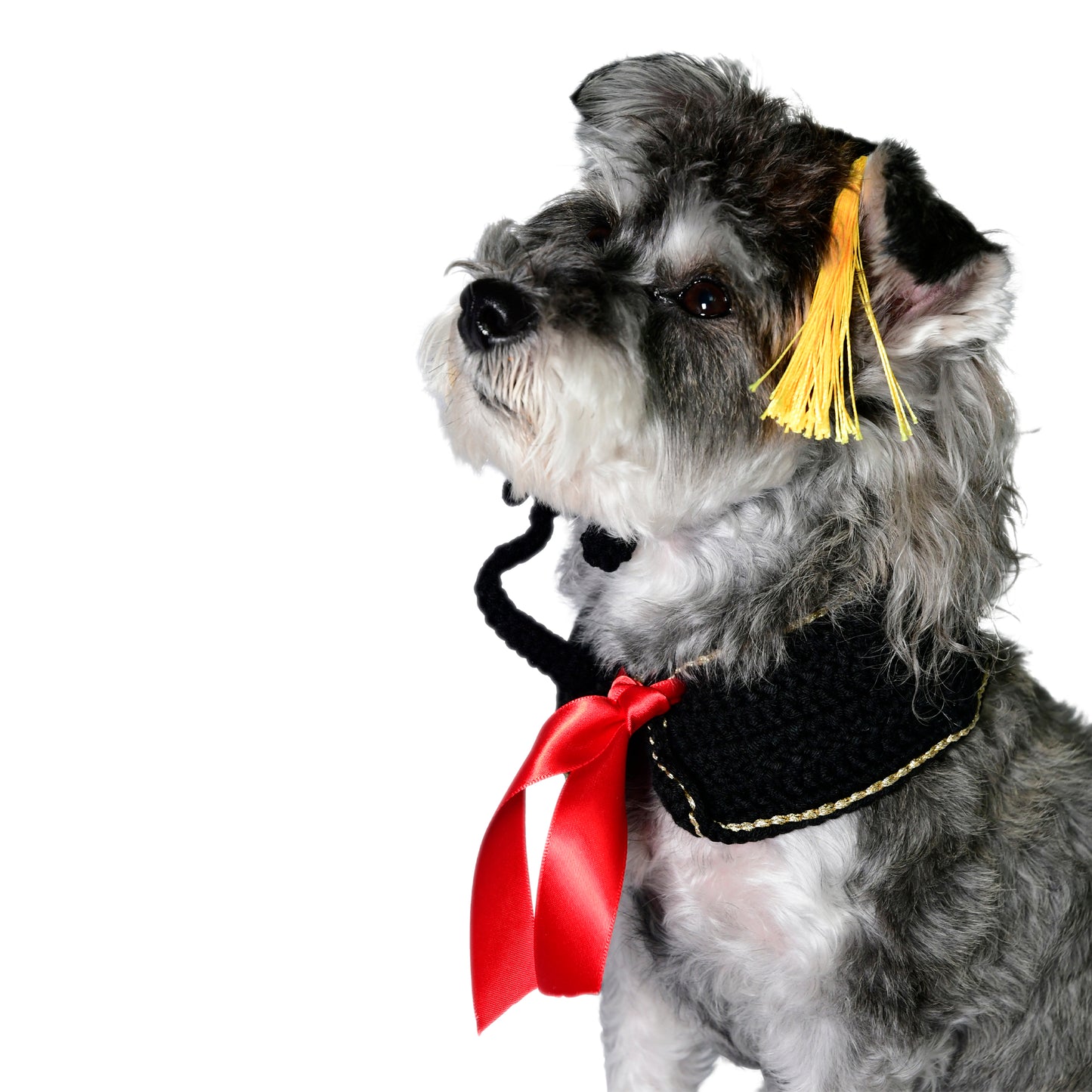 Graduate Collar and Cap Pet Accessory Set
