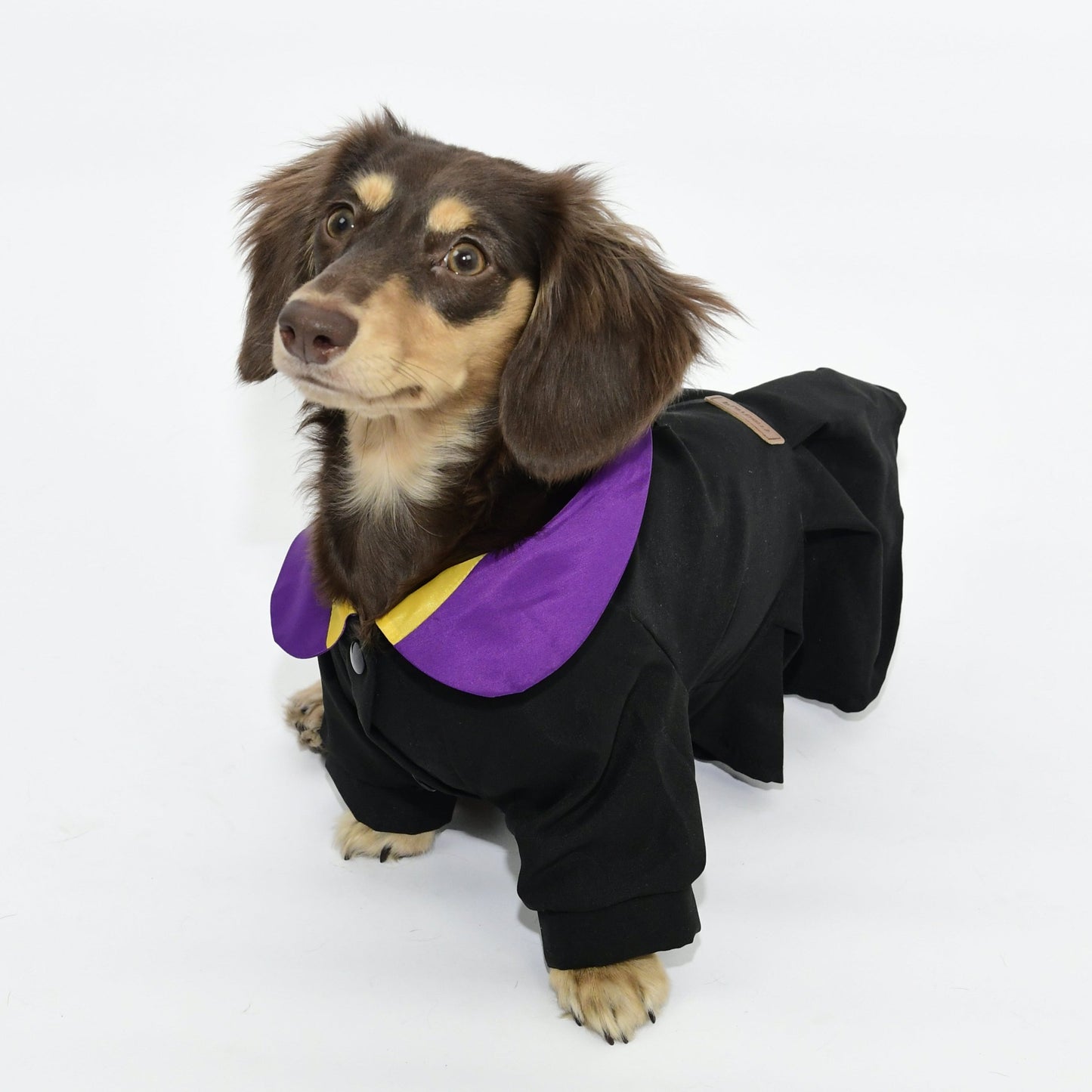 Graduation Costume for Dog and Cat - Black and Purple