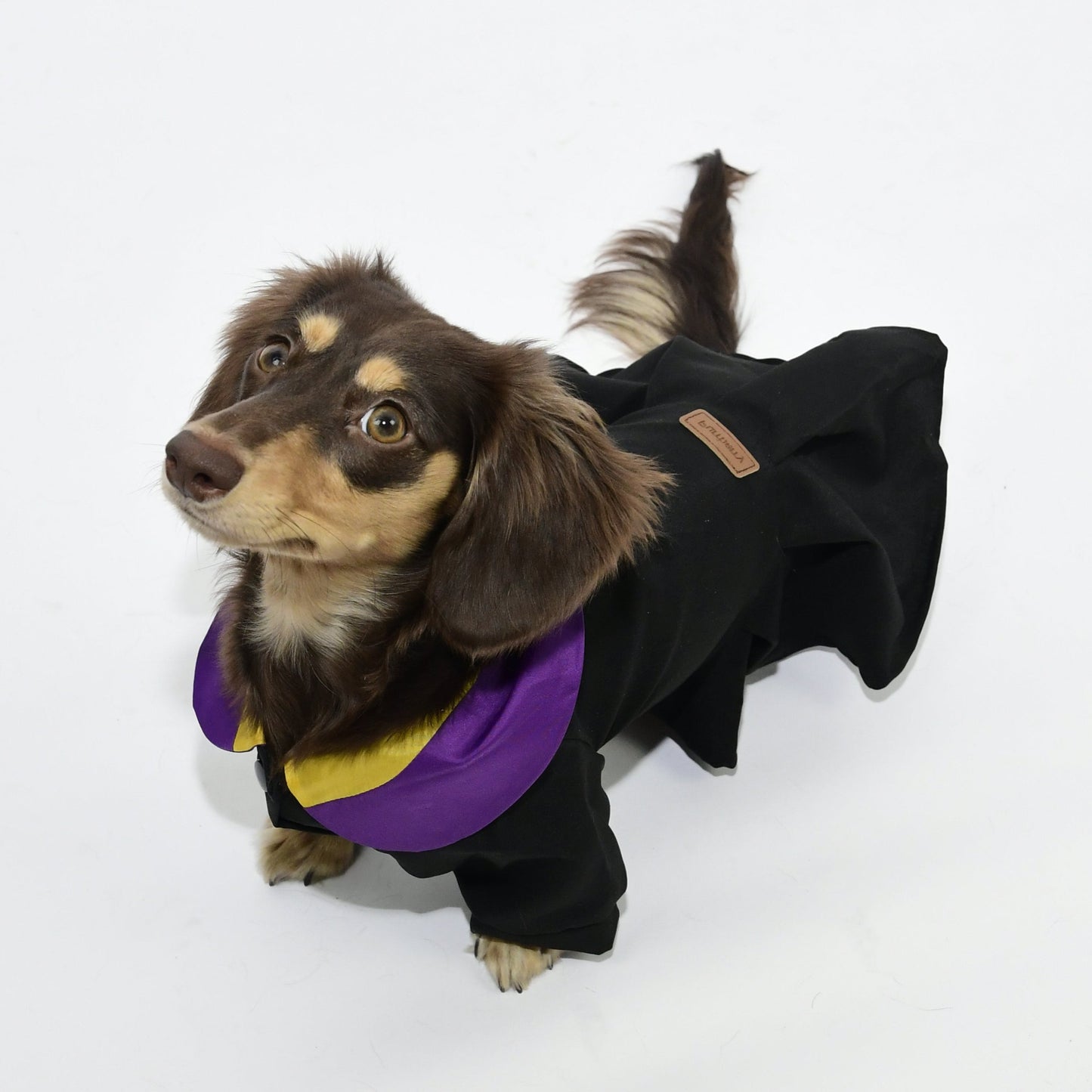 Graduation Costume for Dog and Cat - Black and Purple