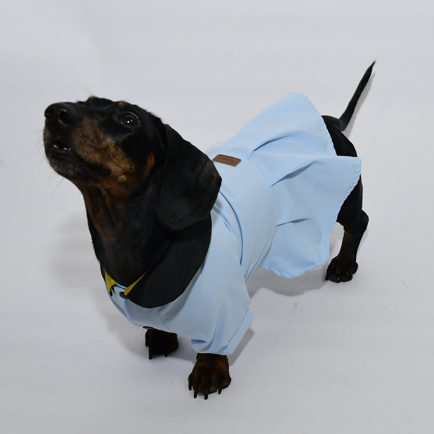 Graduation Costume for Dog and Cat - Sky Blue