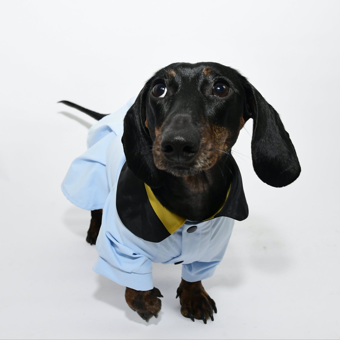 Graduation Costume for Dog and Cat - Sky Blue
