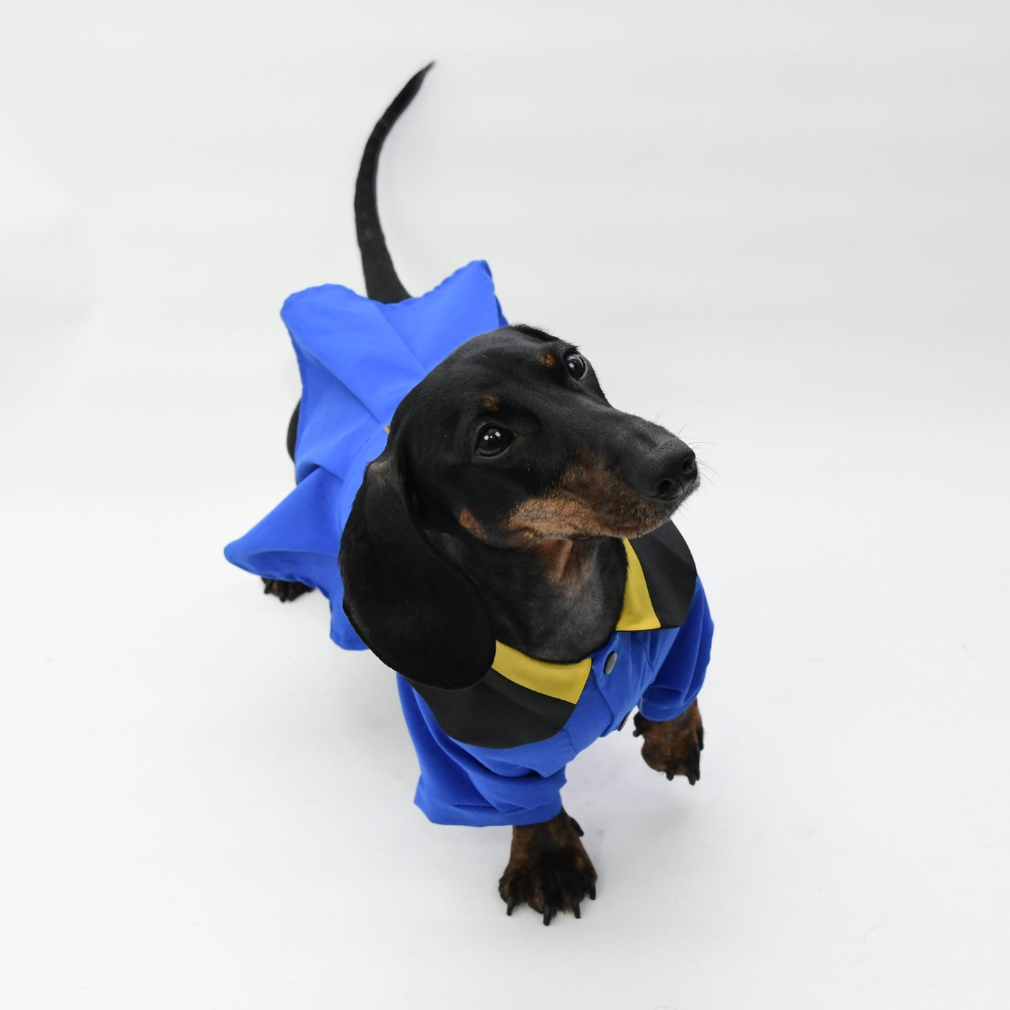 Graduation Costume for Dog and Cat-Blue