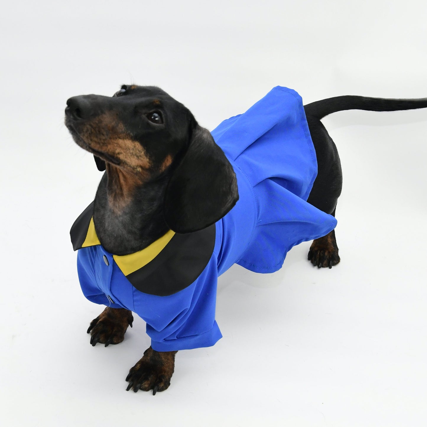 Graduation Costume for Dog and Cat-Blue
