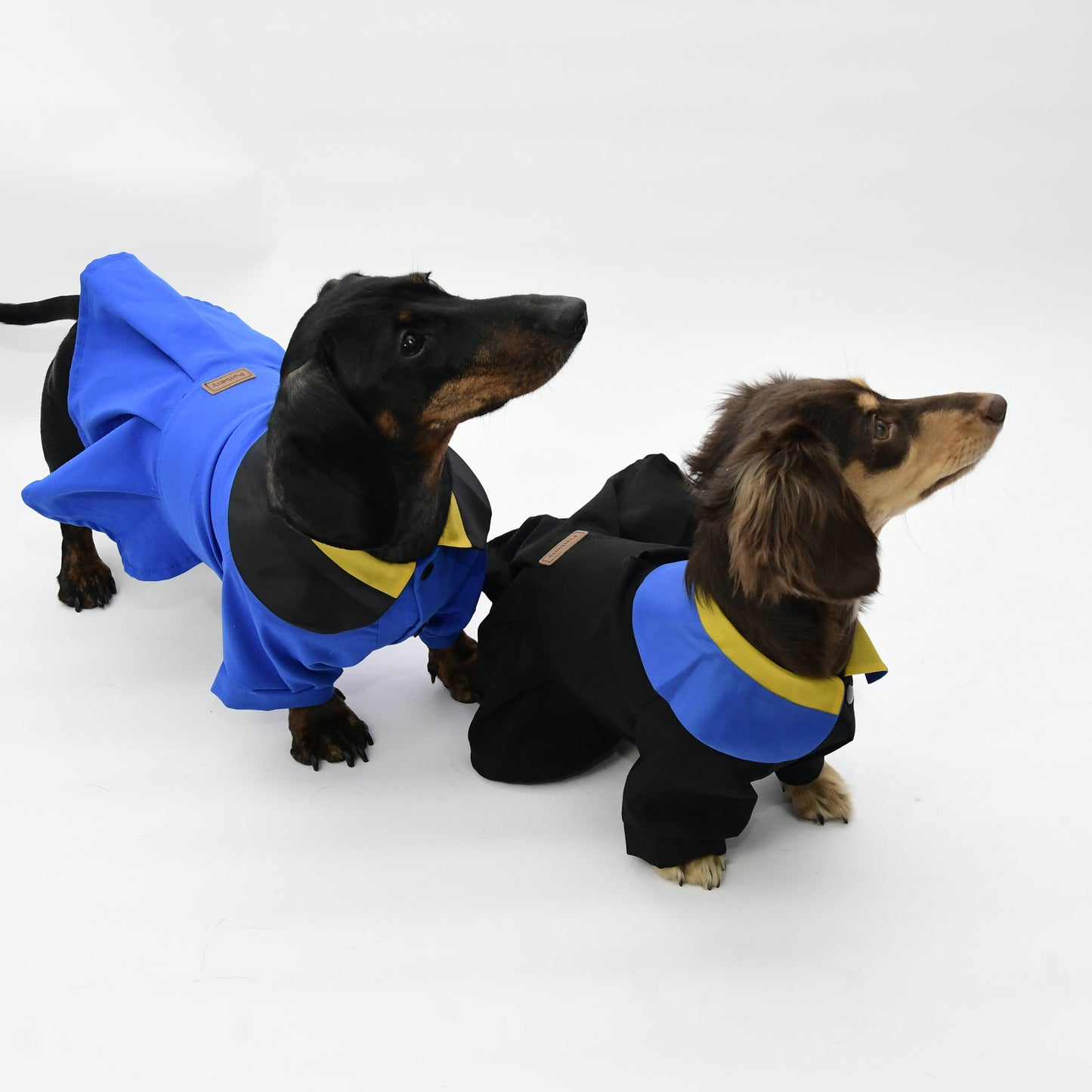 Graduation Costume for Dog and Cat - Black and Blue